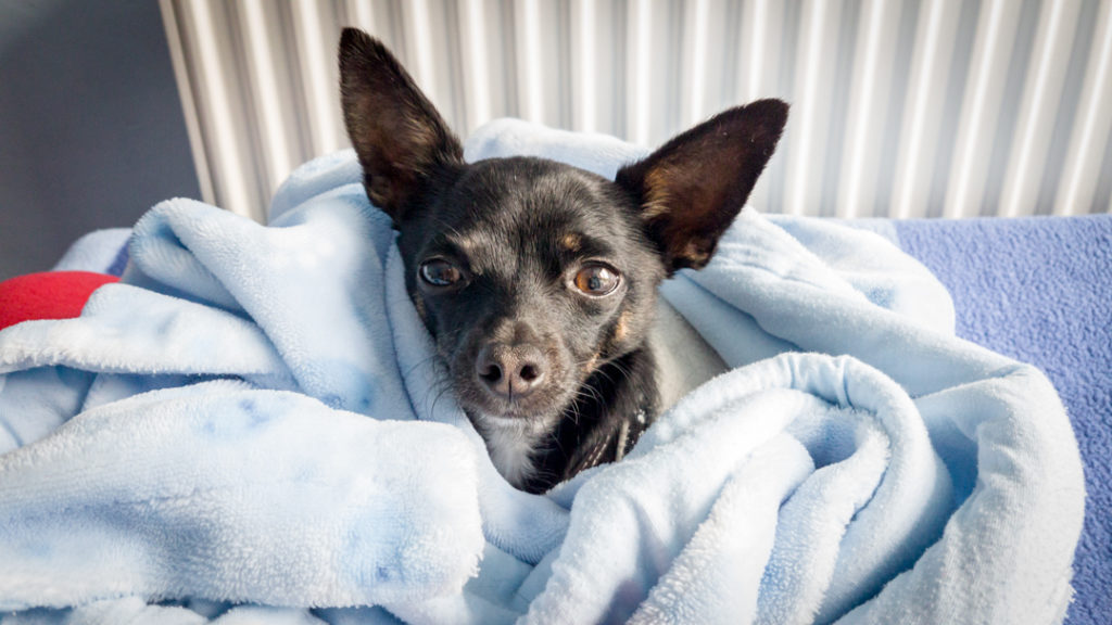 DIego, a chihuahua lying down in his blanket