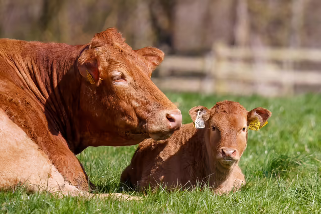 The image shows a cow and a calf lying on grass. Both animals are brown and have ear tags. The cow is looking to the side, while the calf is looking directly at the camera. They are in a grassy area with a blurred background, suggesting a farm or rural setting.