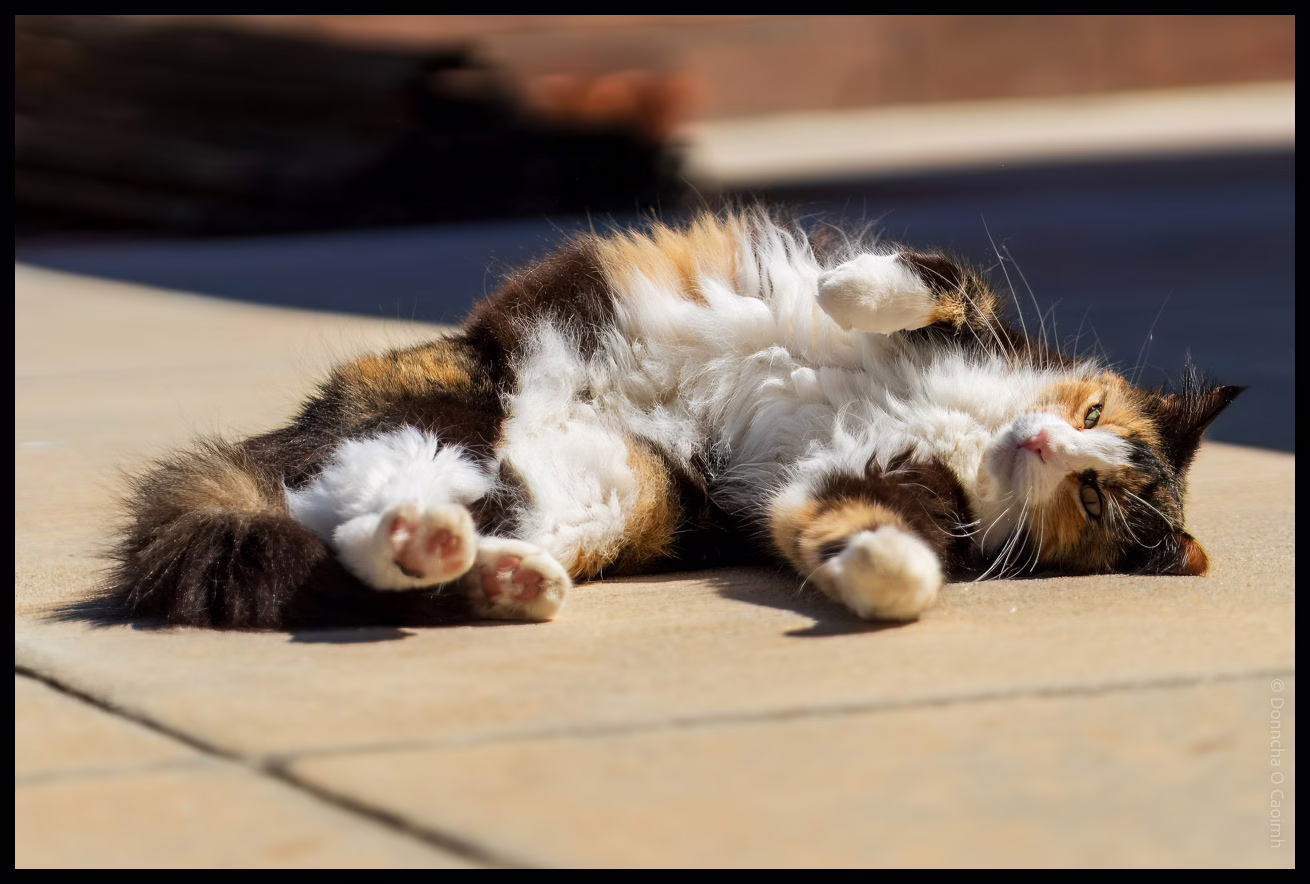 A cat lying on the ground and enjoying the sun.